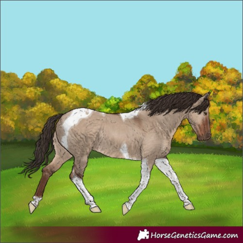 Horse Color:Liver Red Dun Tobiano Rabicano