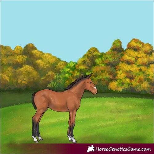 Horse Color:Unknown 