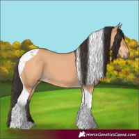 Horse Color:Bay Dun Tobiano