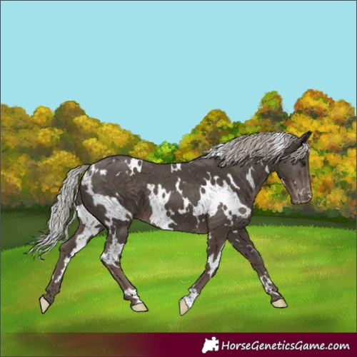 Horse Color:White Spotted Silver Black Appaloosa