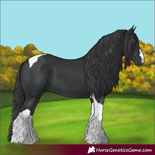 Horse Color:Black Tobiano