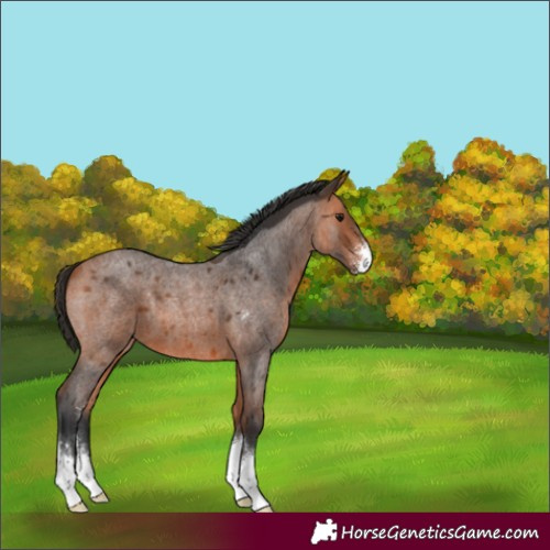 Horse Color:Unknown