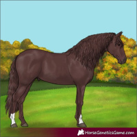 Horse Color:Chocolate Black 