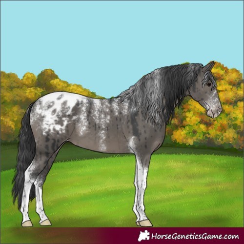 Horse Color:Powder White Grullo Tobiano Appaloosa Brindle 