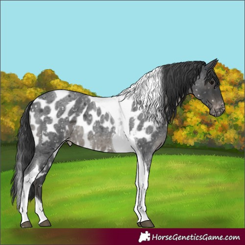 Horse Color:Blue Roan Mushroom Tobiano Skewed Appaloosa 