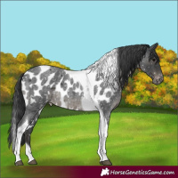 Horse Color:Blue Roan Mushroom Tobiano Skewed LP Spotted
