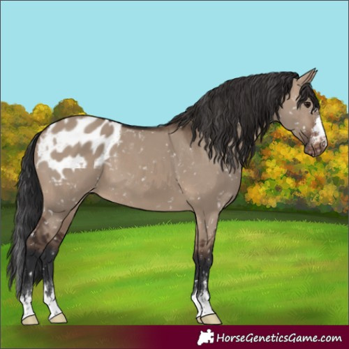 Horse Color:Brown Dun Appaloosa