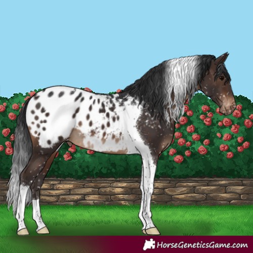 Horse Color:Brown Tobiano Blanket