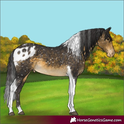 Horse Color:Buckskin Tobiano Skewed LP Spotted