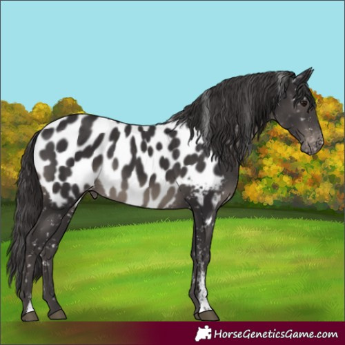 Horse Color:Powder White Smoky Black Near Leopard 