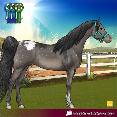 Horse Color:Grullo Tobiano Appaloosa