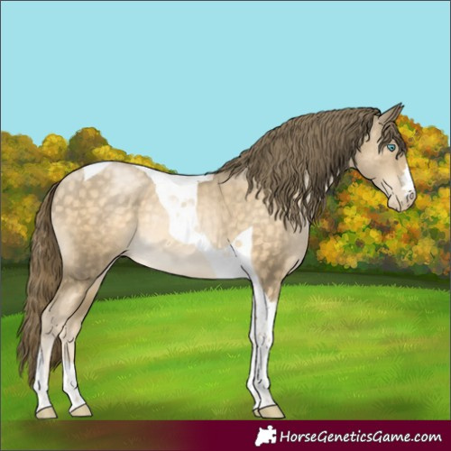 Horse Color:Buckskin Pearl Tobiano Rabicano 