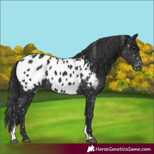 Horse Color:Black Tobiano Appaloosa 