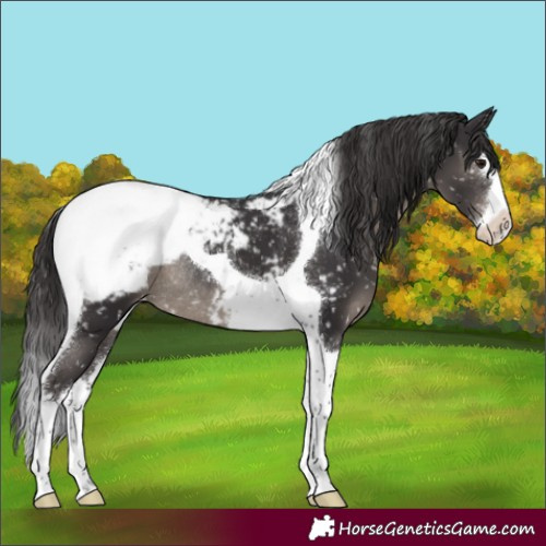 Horse Color:Smoky Black Sabino Splash Tobiano Appaloosa Rabicano 