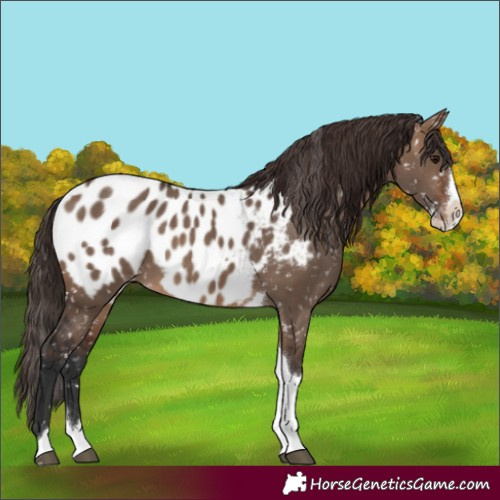 Horse Color:Brown Dun Splash Tobiano Appaloosa Rabicano