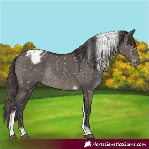 Horse Color:Smoky Grullo Tobiano Blanket Rabicano