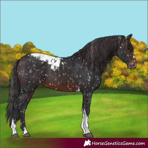 Horse Color:Brown Tobiano Skewed Appaloosa 