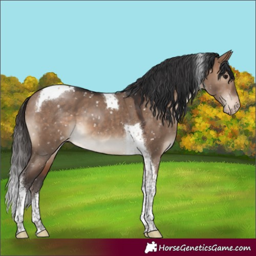 Horse Color:Brown Dun Tobiano Appaloosa 