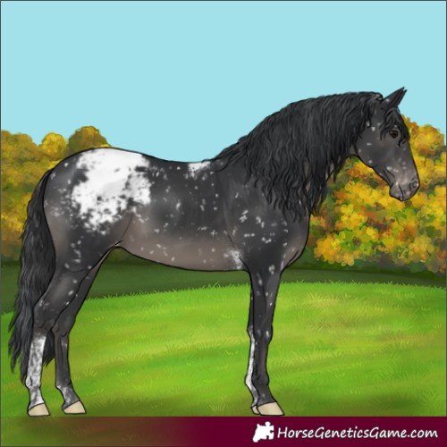 Horse Color:Black Tobiano Appaloosa 
