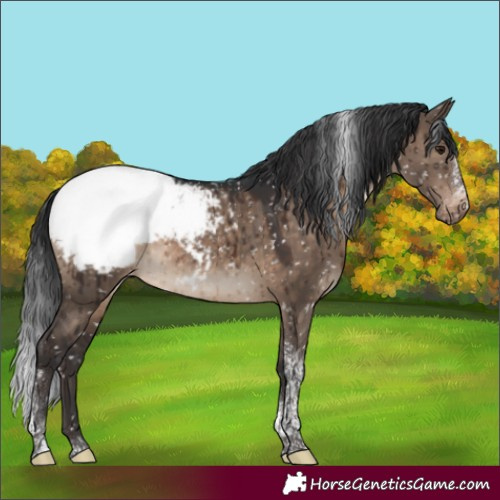 Horse Color:Brown Dun Tobiano Frame Appaloosa Brindle 