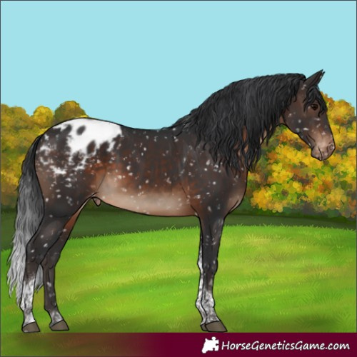Horse Color:Brown Tobiano Appaloosa