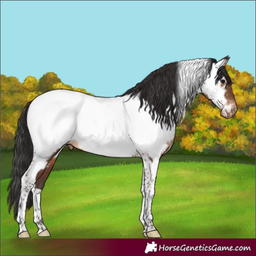 Horse Color:Brown Tobiano Appaloosa