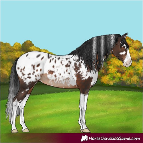 Horse Color:White Spotted Brown Splash Appaloosa