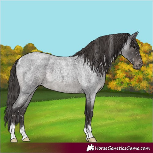 Horse Color:Smoky Blue Roan Skewed Appaloosa 