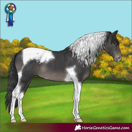 Horse Color:Black Tobiano Appaloosa 