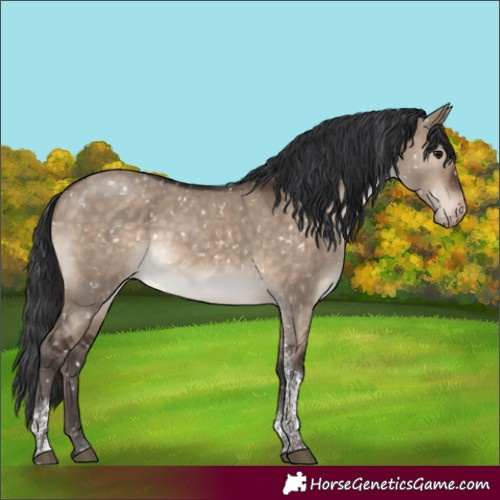 Horse Color:Brown Dun Tobiano Appaloosa 
