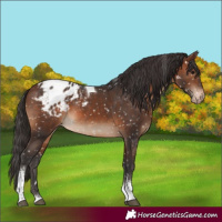 Horse Color:Brown Tobiano Blanket Rabicano 