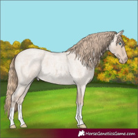 Horse Color:Smoky Creme Roan