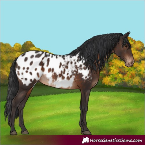 Horse Color:Brown Appaloosa 