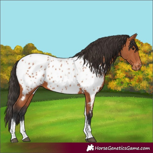 Horse Color:Bay Tobiano Appaloosa