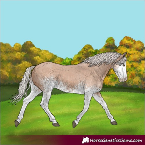 Horse Color:White Spotted Silver Brown Dun