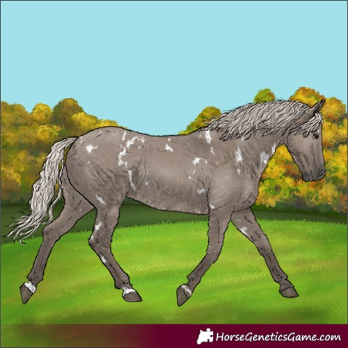 Horse Color:White Spotted Silver Grullo Rabicano