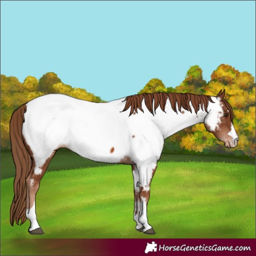 Horse Color:Chestnut Near Fewspot 