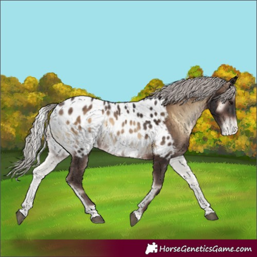 Horse Color:Silver Brown Onyx Appaloosa