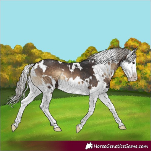 Horse Color:White Spotted Silver Brown Onyx Splash 