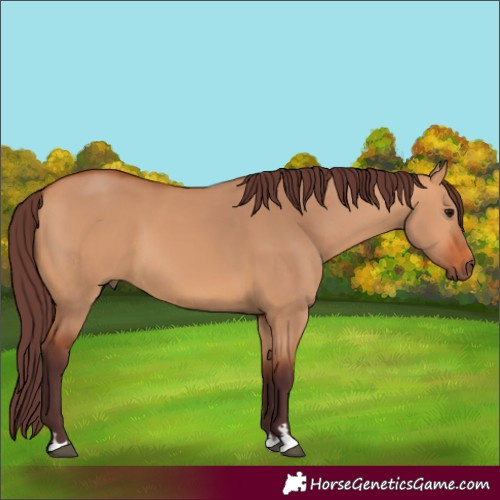 Horse Color:Chocolate Bay Dun 