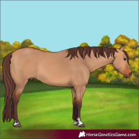 Horse Color:Chocolate Bay Dun 