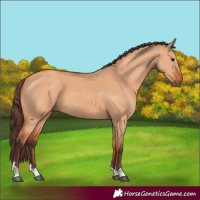 Horse Color:Chocolate Bay Dun 