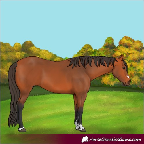 Horse Color:Bay 