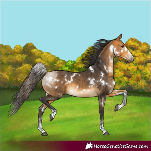 Horse Color:White Spotted Buckskin