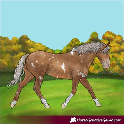Horse Color:Gray White Spotted Silver Amber Champagne Tobiano