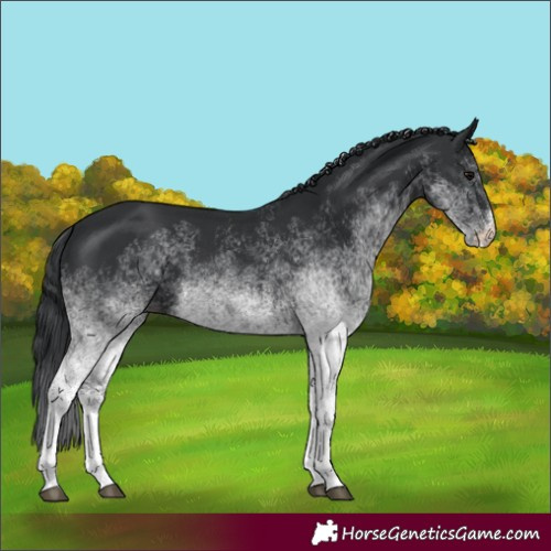 Horse Color:White Spotted Black 