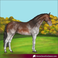 Horse Color:White Spotted Bay 