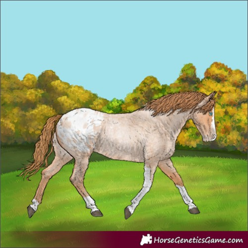Horse Color:Bay Roan Pearl Splash Tobiano Appaloosa Rabicano