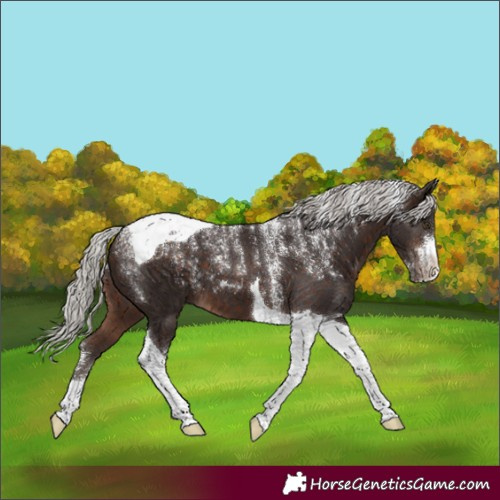 Horse Color:Powder White Silver Brown Tobiano 