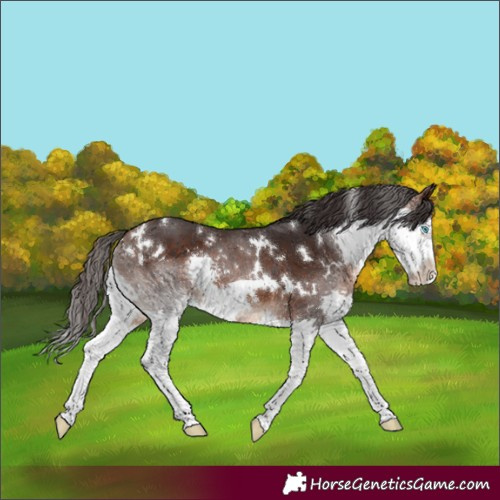 Horse Color:White Spotted Brown Splash